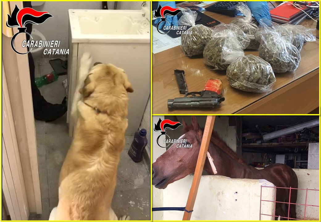 CATANIA.  STALLA ABUSIVA E 700 GRAMMI DI MARIJUANA NASCOSTI IN UN GARAGE