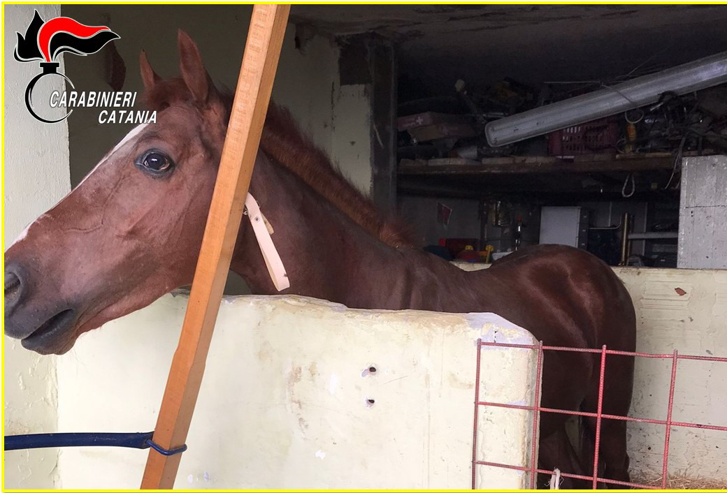 CATANIA.  STALLA ABUSIVA E 700 GRAMMI DI MARIJUANA NASCOSTI IN UN GARAGE
