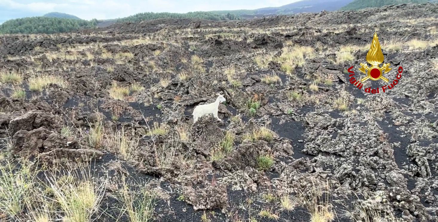 BRONTE, CAPRETTA CADUTA IN UN POZZO VULCANICO CROLLATO: SALVATA DAI VIGILI DEL FUOCO