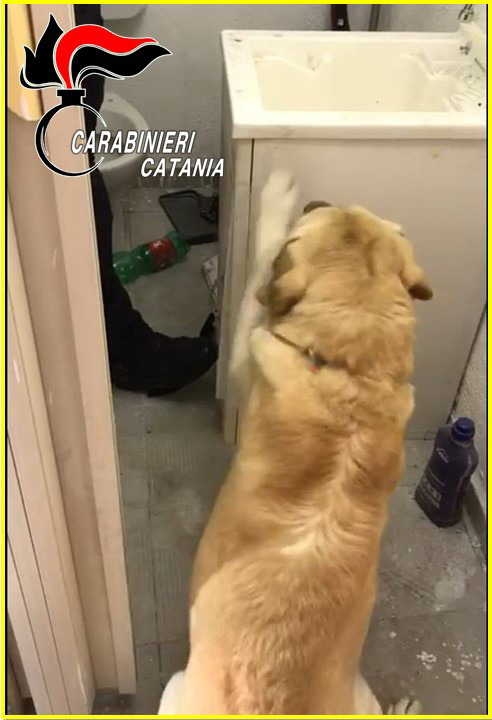 CATANIA.  STALLA ABUSIVA E 700 GRAMMI DI MARIJUANA NASCOSTI IN UN GARAGE