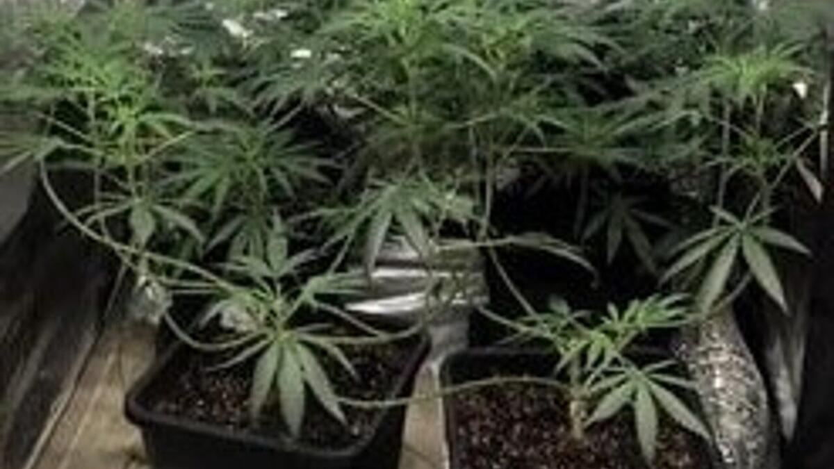 NASCONDEVA IN CANTINA UNA SERRA ARTIGIANALE CON PIANTE DI CANNABIS - 