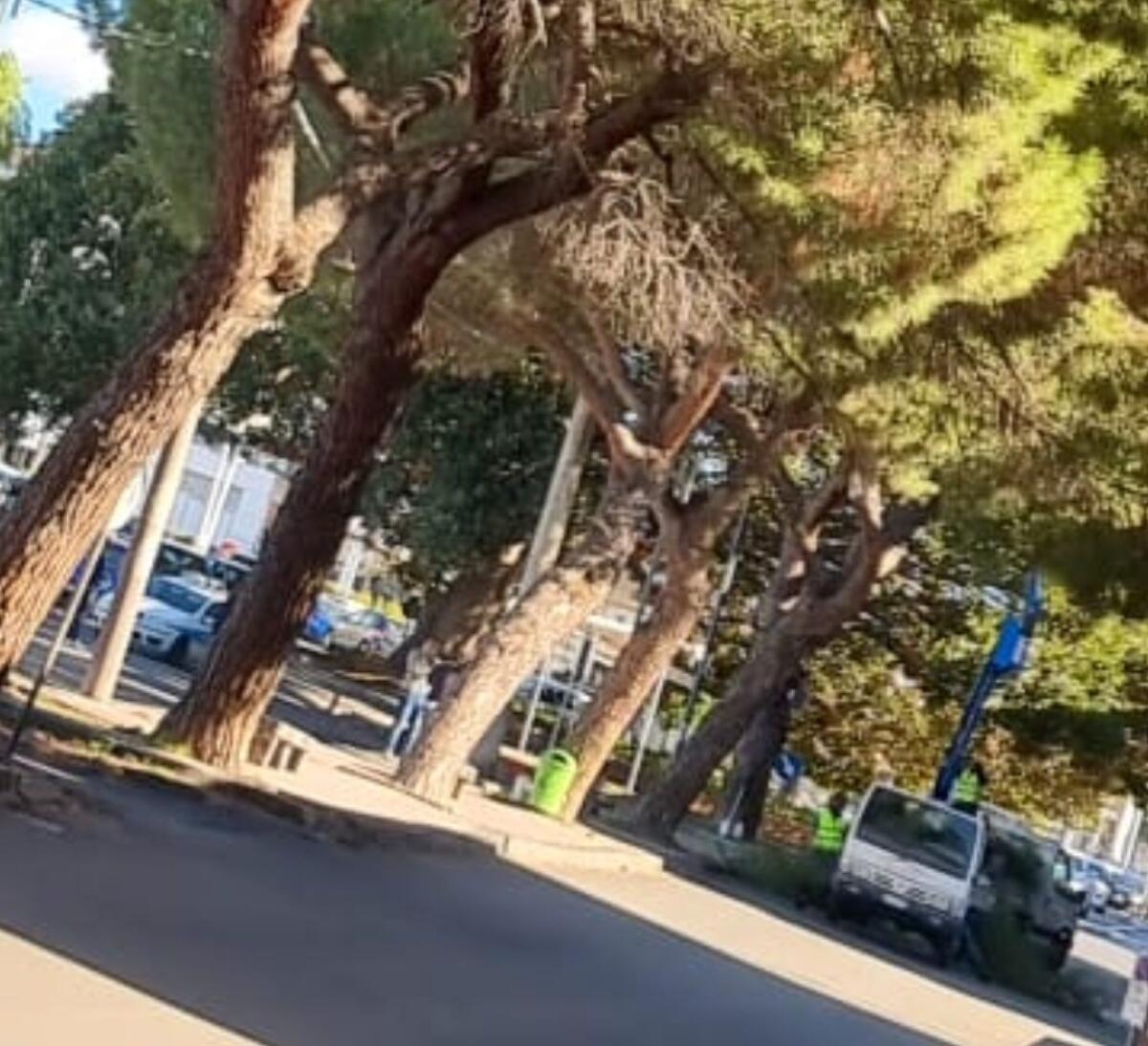PATERNO': INIZIATI I LAVORI DI POTATURA DEI PINI IN VIA VITTORIO EMANUELE ALTA - 