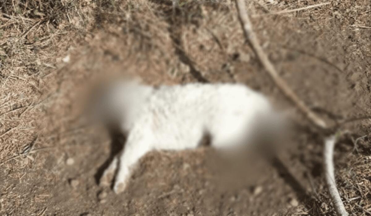 ACIREALE, QUATTRO CUCCIOLI DI DI MAREMMANO MORTI PER AVVELENAMENTO - 