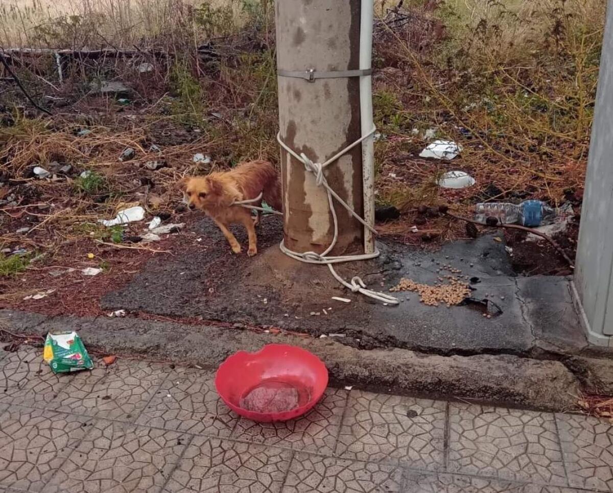 CANE ABBANDONATO E LEGATO AD UN PALO AD ADRANO: LA DENUNCIA DEL PARTITO ANIMALISTA - 