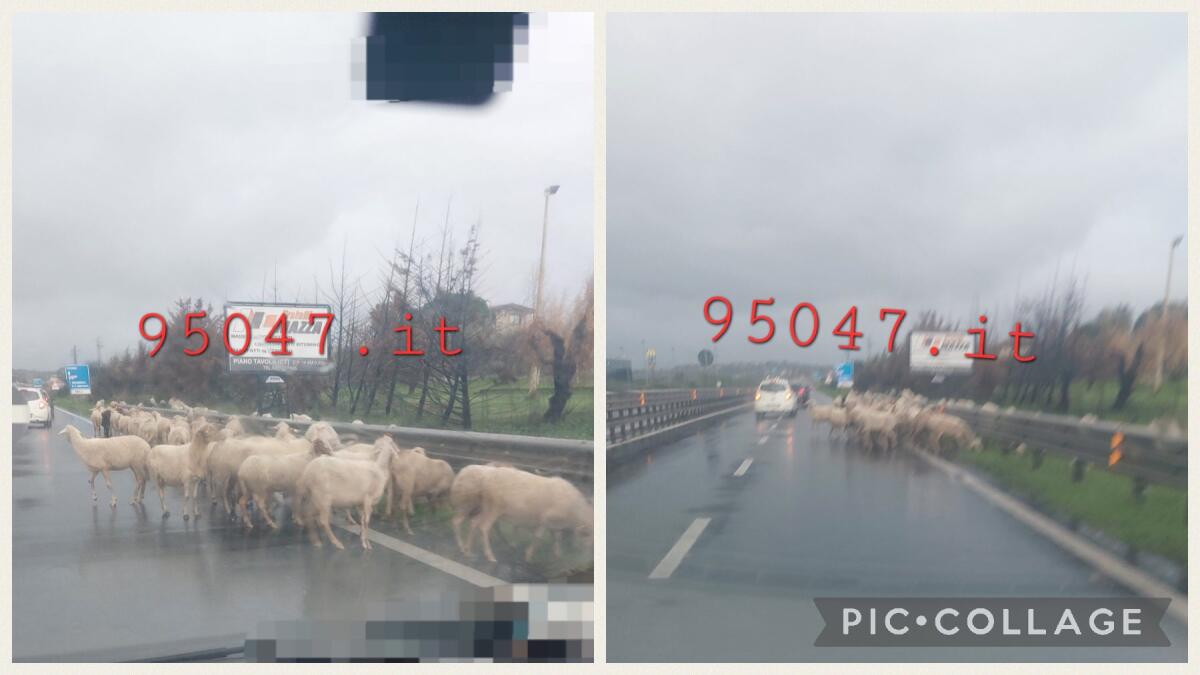 UN GREGGE DI PECORE IRROMPE SULLA SUPERSTRADA 121, PAURA E INCREDULITÀ IERI POMERIGGIO FRA GLI AUTOMOBILISTI - 
