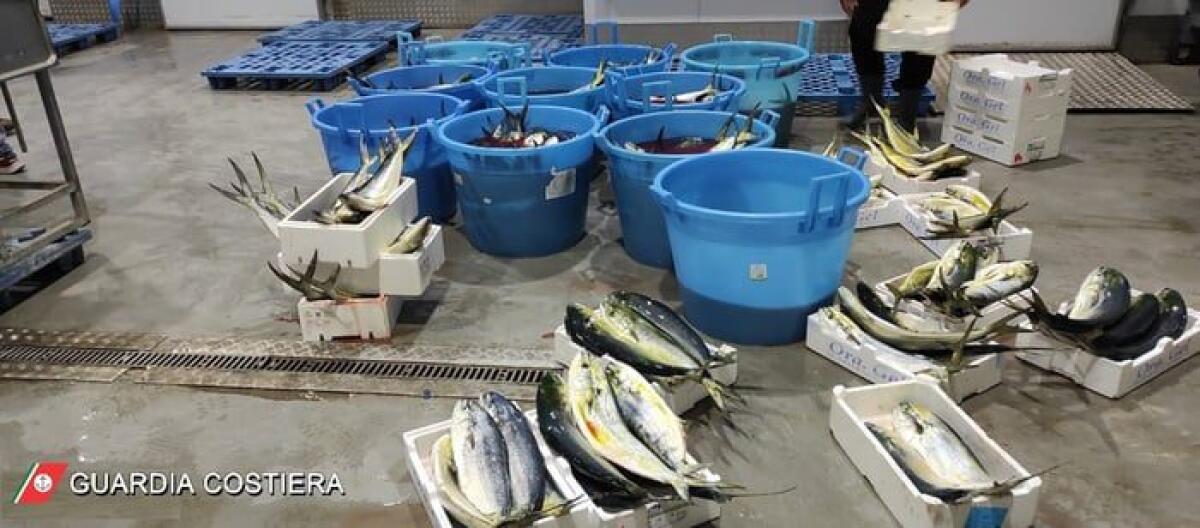 CATANIA, 700 CHILI DI LAMPUGHE SEQUESTRATI AL MERCATO: NON ERANO TRACCIABILI - 