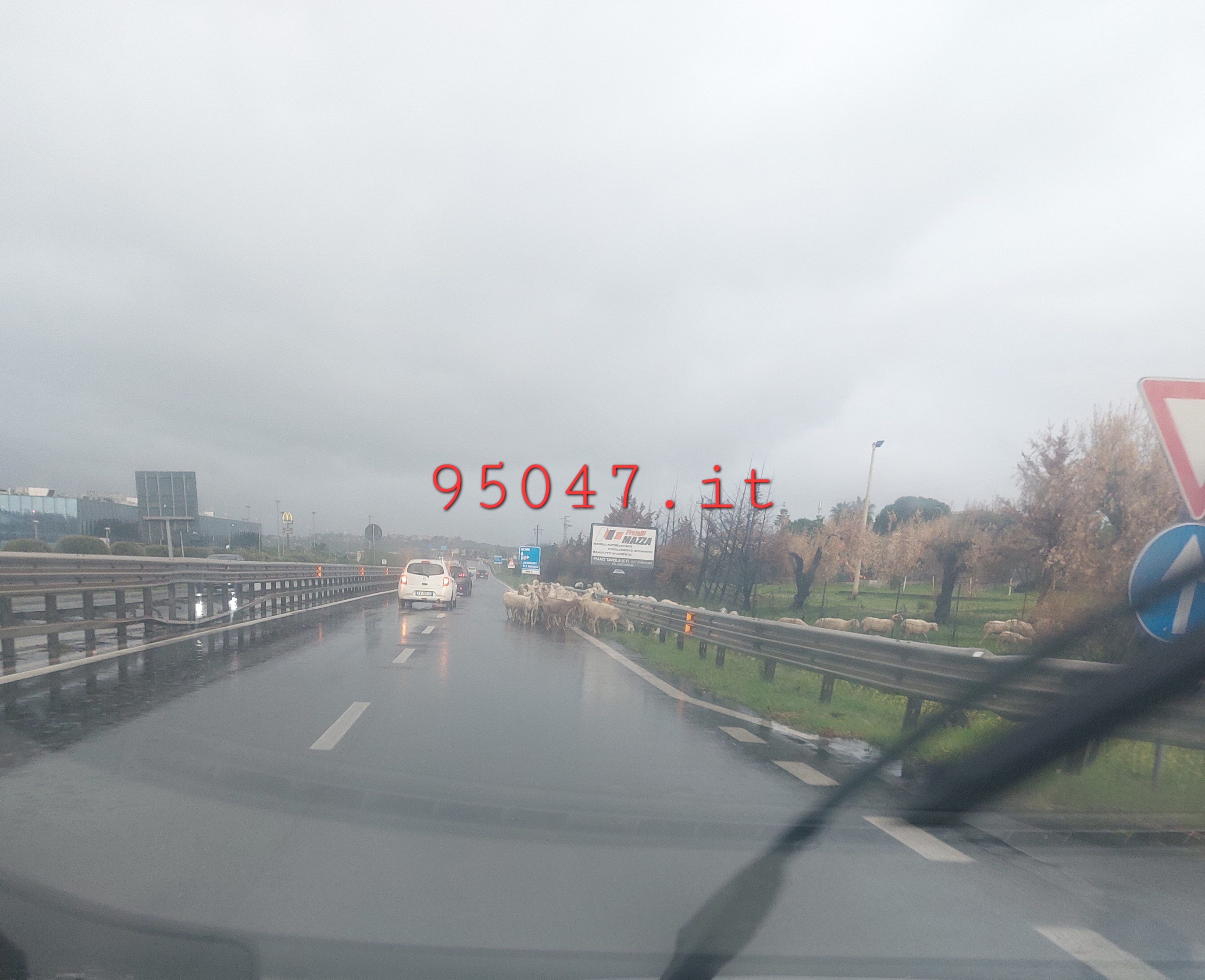 UN GREGGE DI PECORE IRROMPE SULLA SUPERSTRADA 121, PAURA E INCREDULITÀ IERI POMERIGGIO FRA GLI AUTOMOBILISTI
