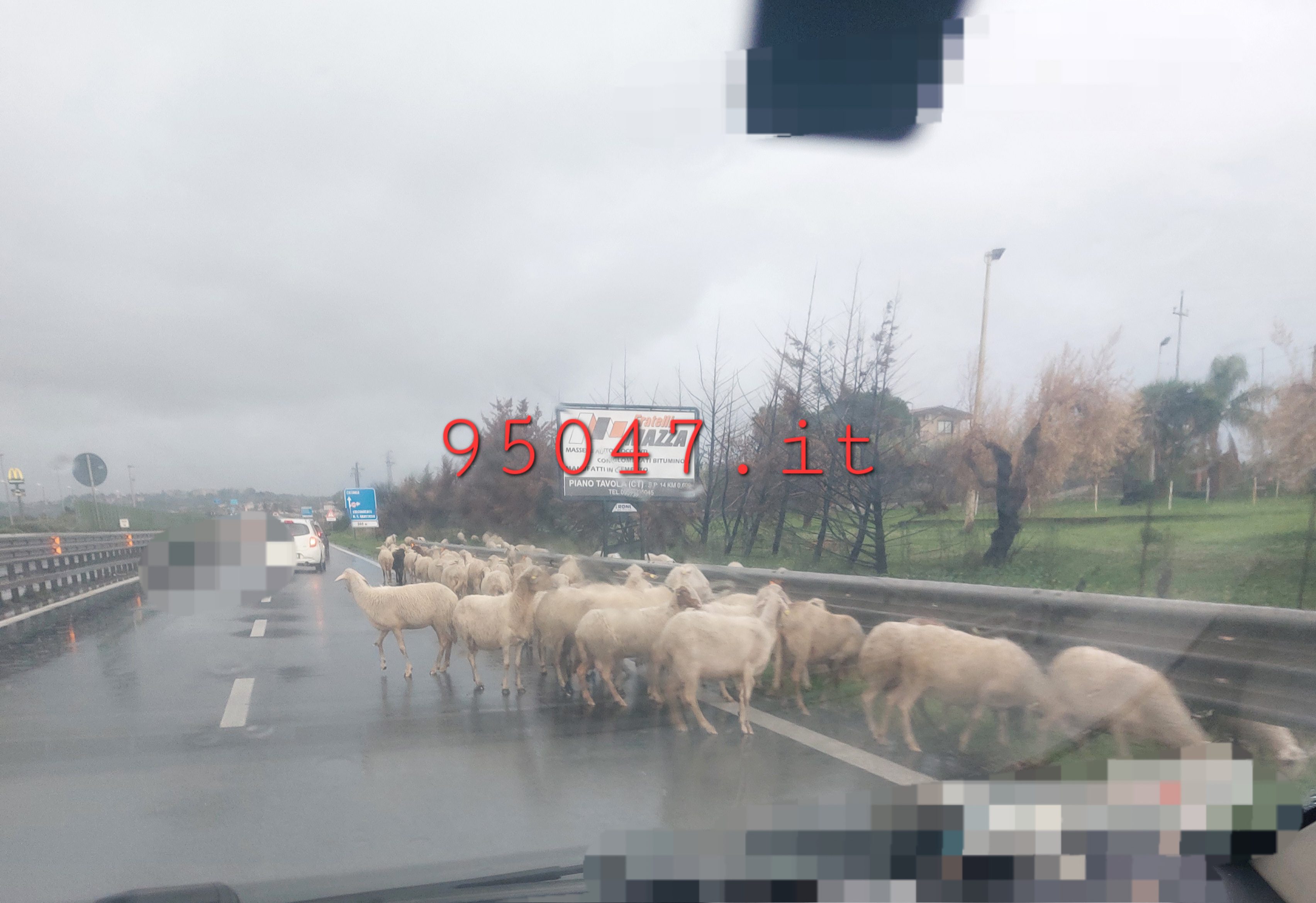 UN GREGGE DI PECORE IRROMPE SULLA SUPERSTRADA 121, PAURA E INCREDULITÀ IERI POMERIGGIO FRA GLI AUTOMOBILISTI