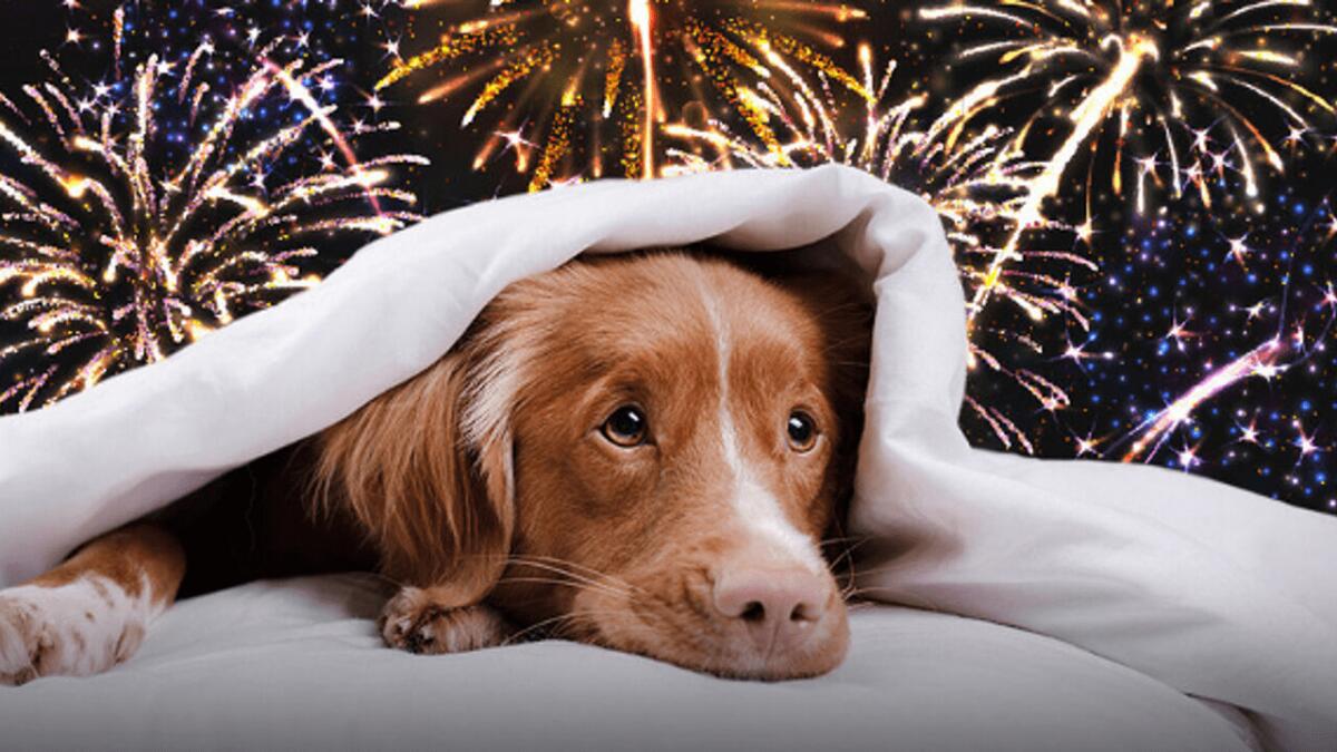 CAPODANNO: I CONSIGLI DELL’ENPA PER PROTEGGERE CANI E GATTI DAI FUOCHI PIROTECNICI - 