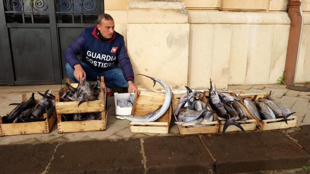 MAXI OPERAZIONE DELLA GUARDIA COSTIERA: SEQUESTRATE SETTE TONNELLATE DI PESCE NON TRACCIATO - 
