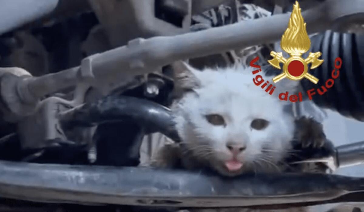 I VIGILI DEL FUOCO DI MESSINA SALVANO GATTINO INCASTRATO IN UN AUTO - 