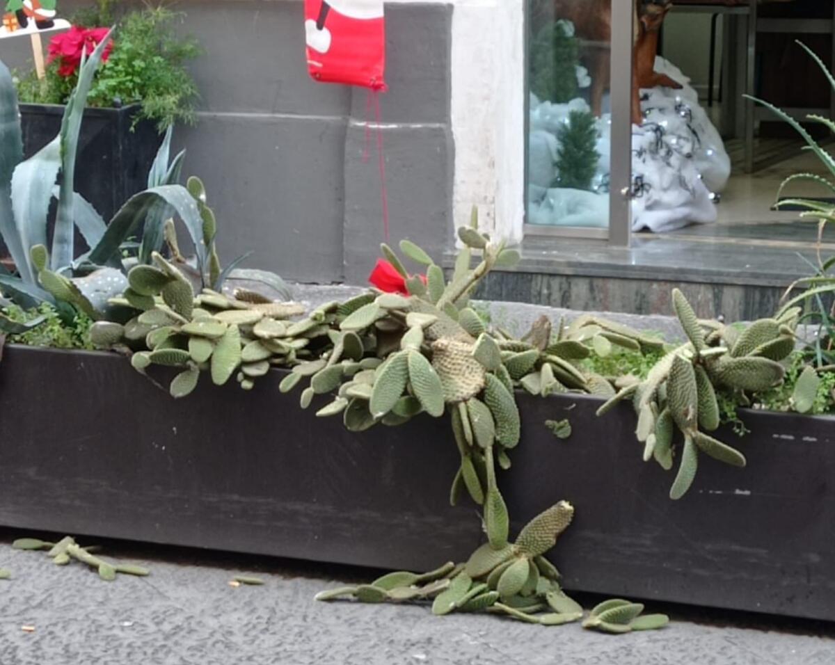 PATERNÒ. VANDALI NELLA NOTTE, DIVELTA FIORIERA IN VIA V.EMANUELE. «L'INCIVILTÀ' A PATERNO' CRESCE» - 