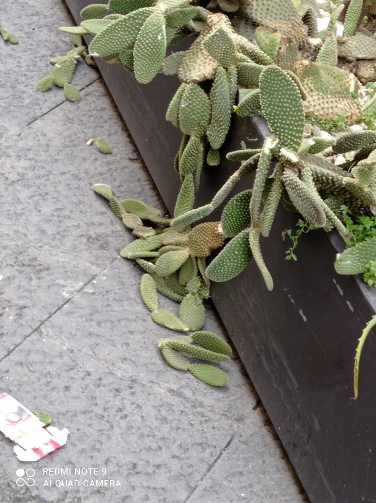 PATERNÒ. VANDALI NELLA NOTTE, DIVELTA FIORIERA IN VIA V.EMANUELE. «L'INCIVILTÀ' A PATERNO' CRESCE»