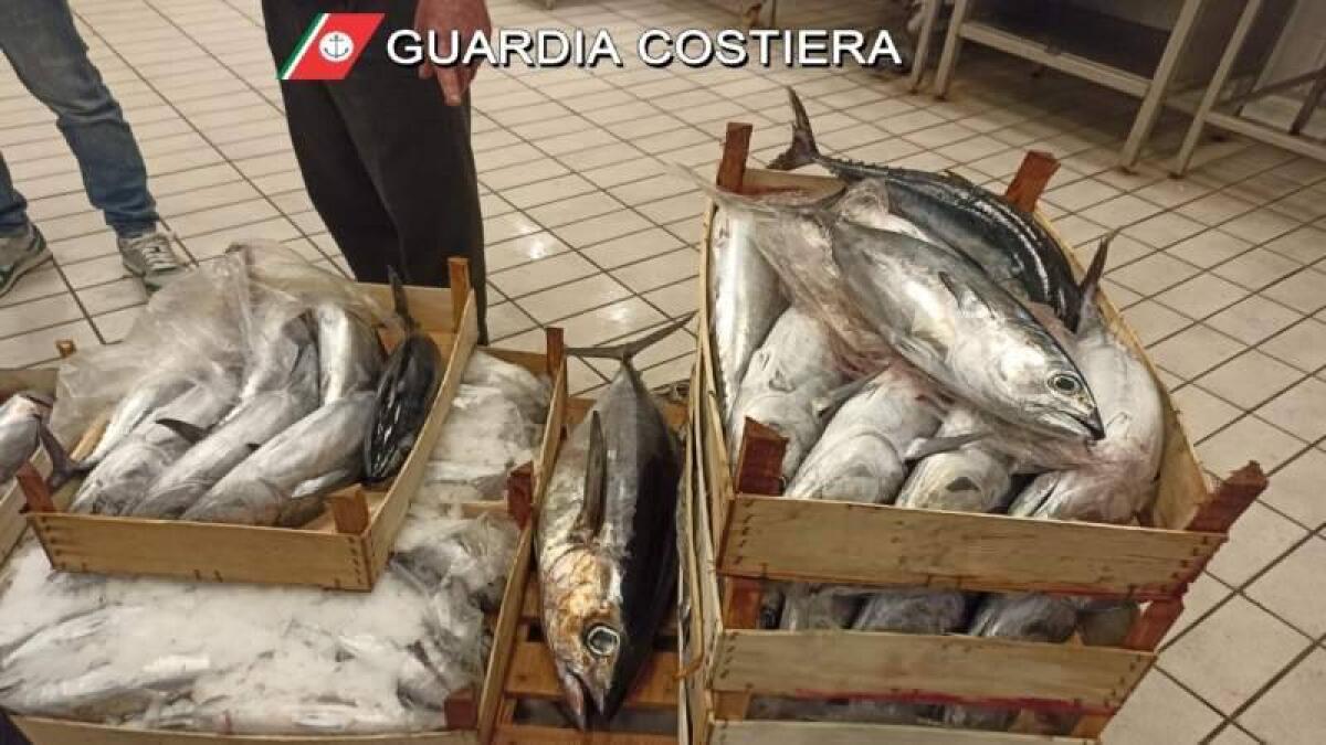 CONTROLLI GUARDIA COSTIERA, TRA ACITREZZA E RIPOSTO SEQUESTRATI 700 KG DI PESCE - 