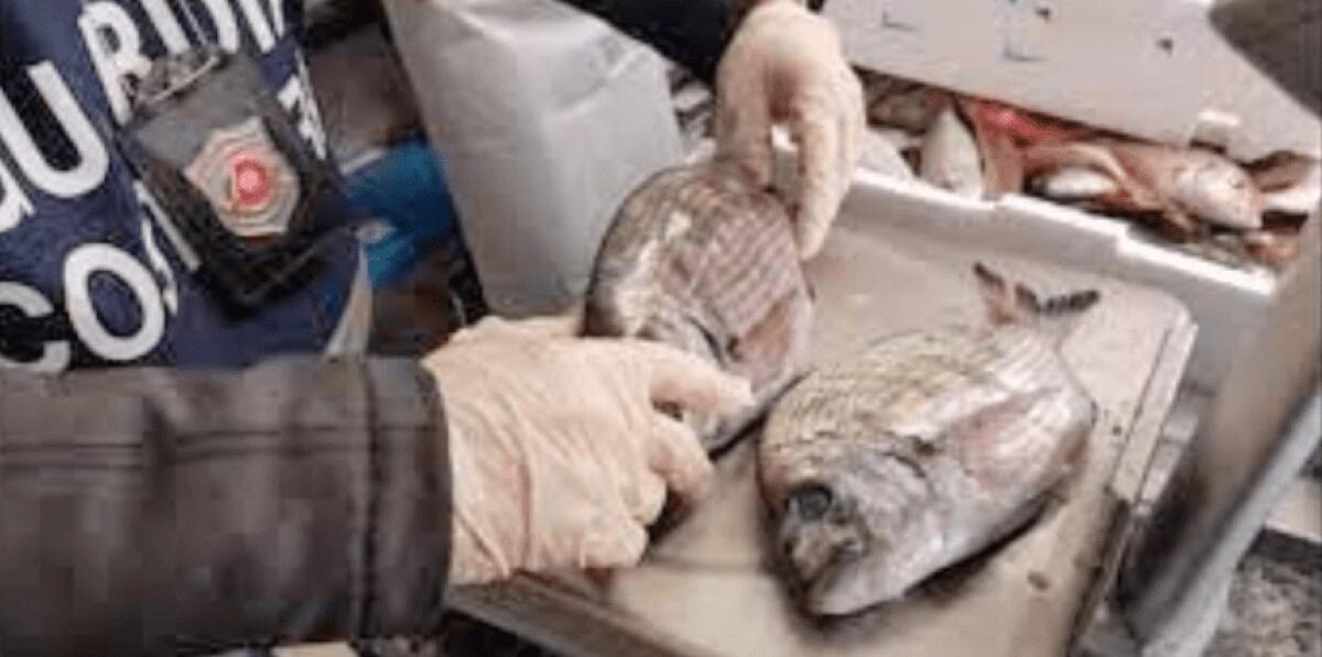 Taormina. Sequestrati 22 kg di pesce non tracciato in due ristoranti. Multa di 1.500 euro ai titolari - 