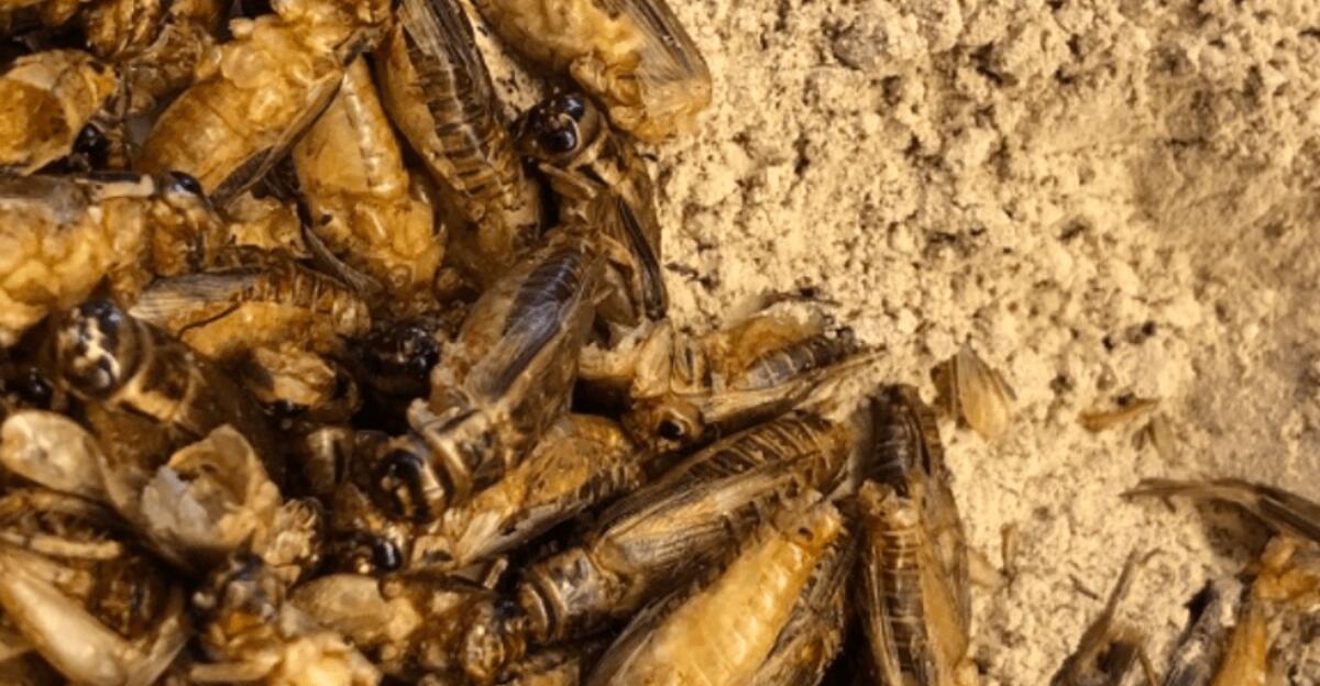 L’UE AUTORIZZA LA MESSA IN COMMERCIO DEI GRILLI IN POLVERE - 