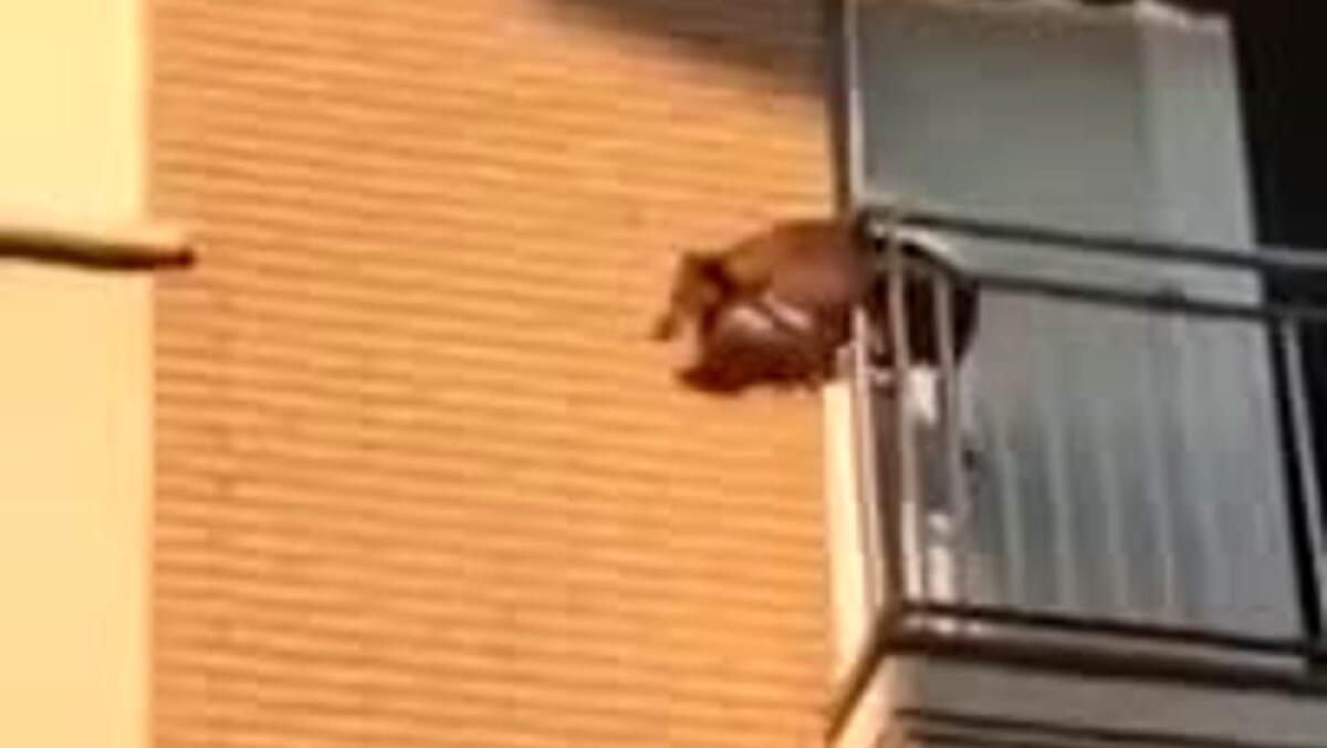 CATANIA. EVADE DA DOMICILIARI E GETTA CANE ZII DAL BALCONE, ARRESTATO - 