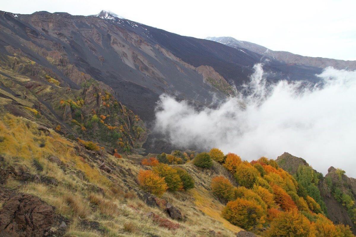 AMBIENTE, WWF: 'I BOSCHI DELL'ETNA INVASI DA AUTO E MOTOCICLETTE' - 