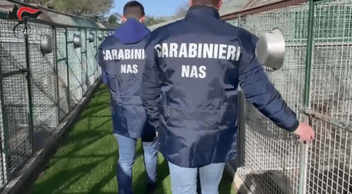 CONTROLLI DEI NAS IN CANILI DELLA PROVINCIA DI CATANIA, SANZIONI - 