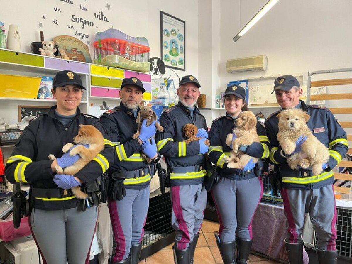 SAVONA, FERMATI TRAFFICANTI DI CUCCIOLI: IN UN'AUTO 41 CAGNOLINI - 