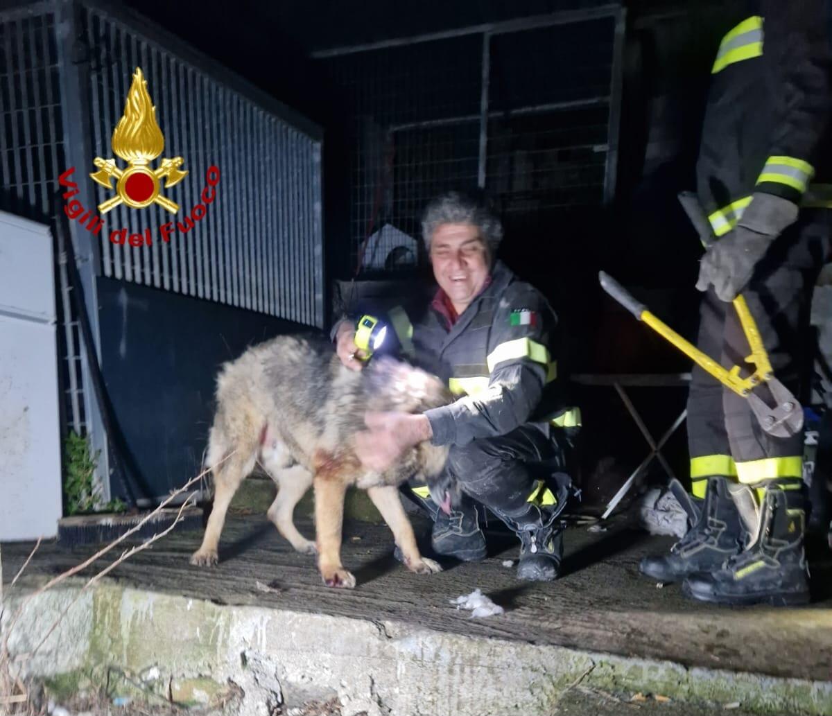 CATANIA, PASTORE TEDESCO CADE E RESTA INCASTRATO, SALVATO DAI VIGILI DEL FUOCO - 