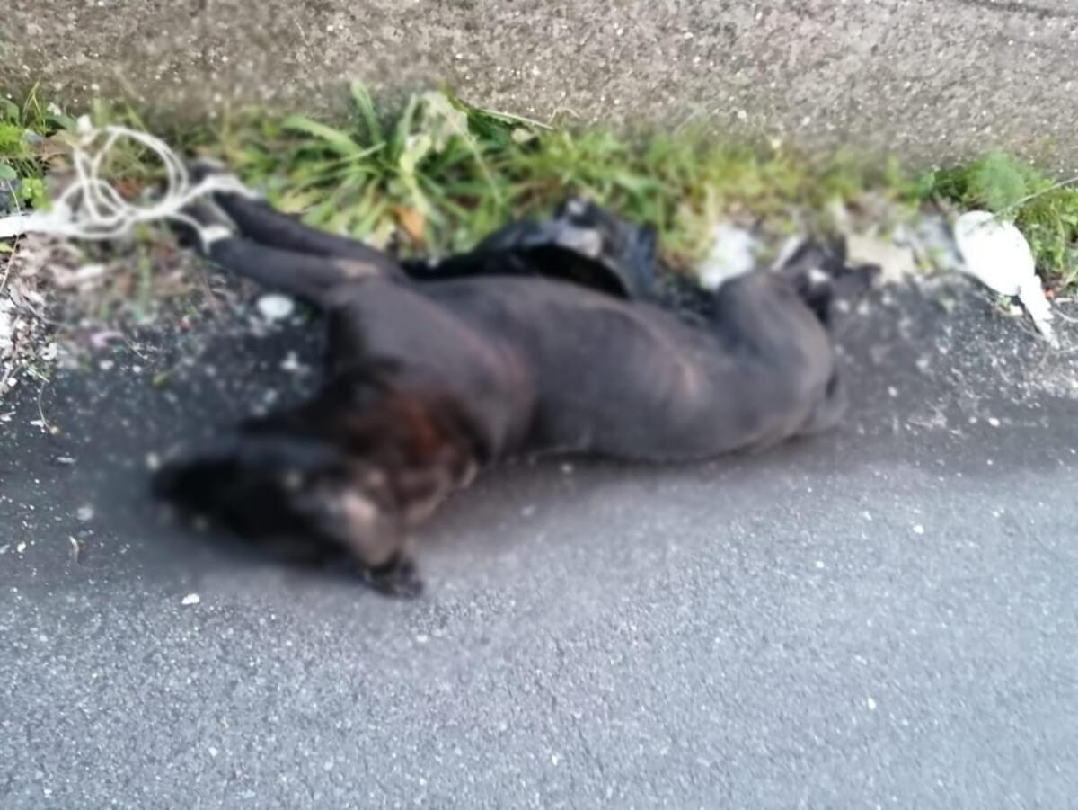 CANE TORTURATO A SAN GIOVANNI LA PUNTA, TAGLIA DA 11 MILA EURO PER SCOVARE IL RESPONSABILE - 