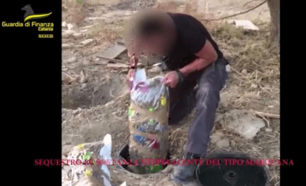 GDF SEQUESTRA 435 KG DI MARIJUANA E 11MILA PIANTE DI CANNABIS, 11 ARRESTI - 