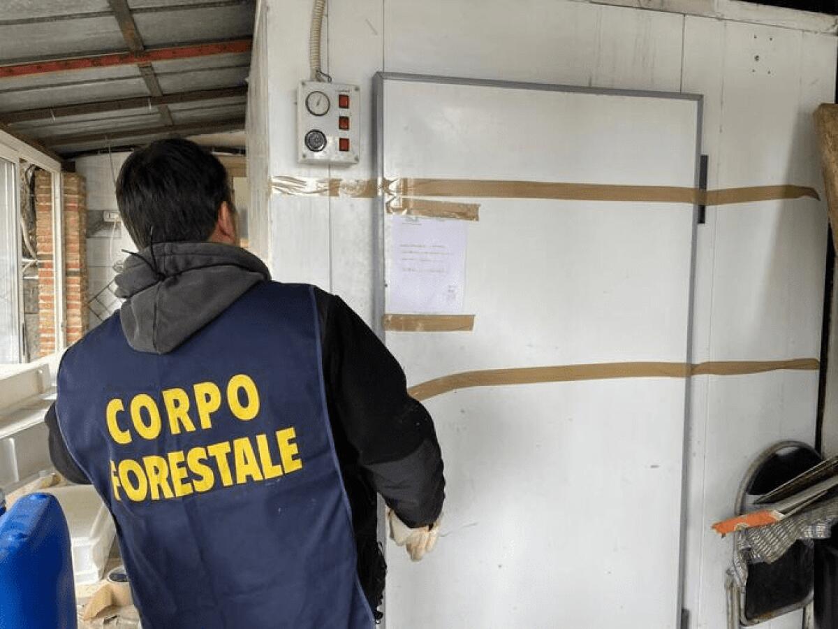 SCOPERTO CASEIFICIO ABUSIVO A VALCORRENTE, SEQUESTRATI 1.500 KG FORMAGGI NON IDONEI AL CONSUMO - 
