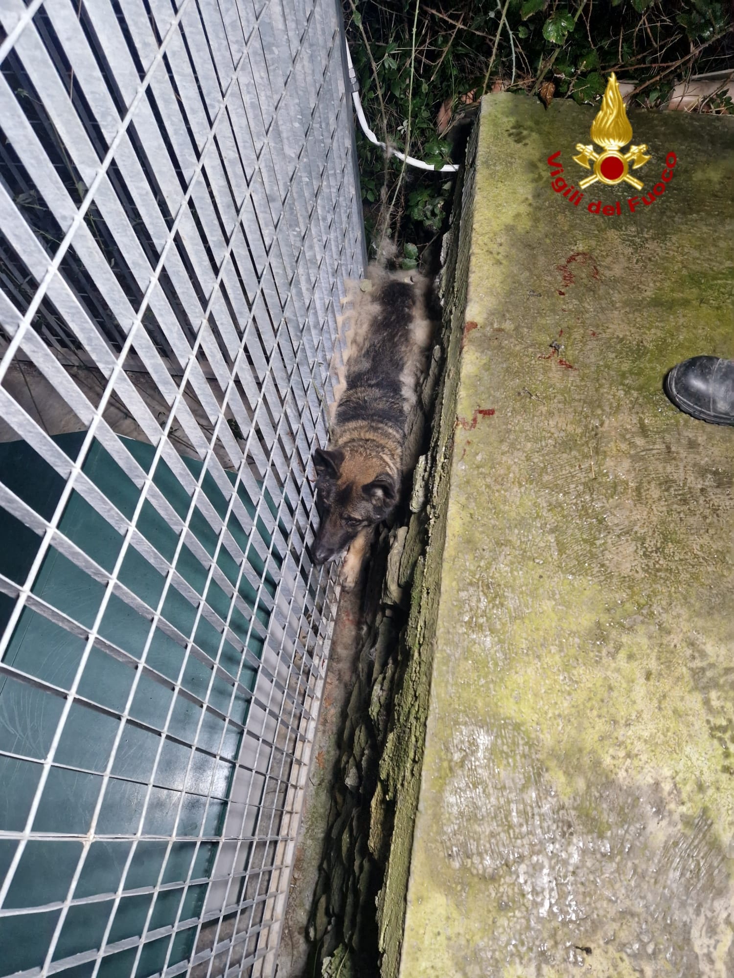 CATANIA, PASTORE TEDESCO CADE E RESTA INCASTRATO, SALVATO DAI VIGILI DEL FUOCO