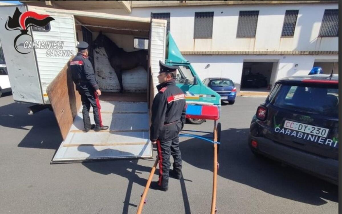 ALLENAMENTO AL GALOPPO SULLA STRADA PROVINCIALE: SETTE DENUNCIATI, RESIDENTI AD ADRANO, MISTERBIANCO E CATANIA. - 