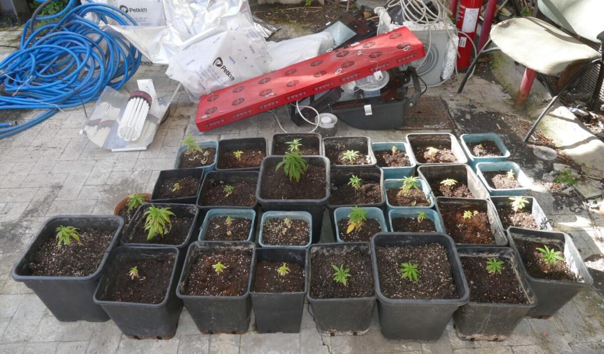 TORNA DOPO 10 ANNI NELLA SUA CASA RURALE DI ACIREALE E TROVA UNA SERRA DI CANNABIS - 