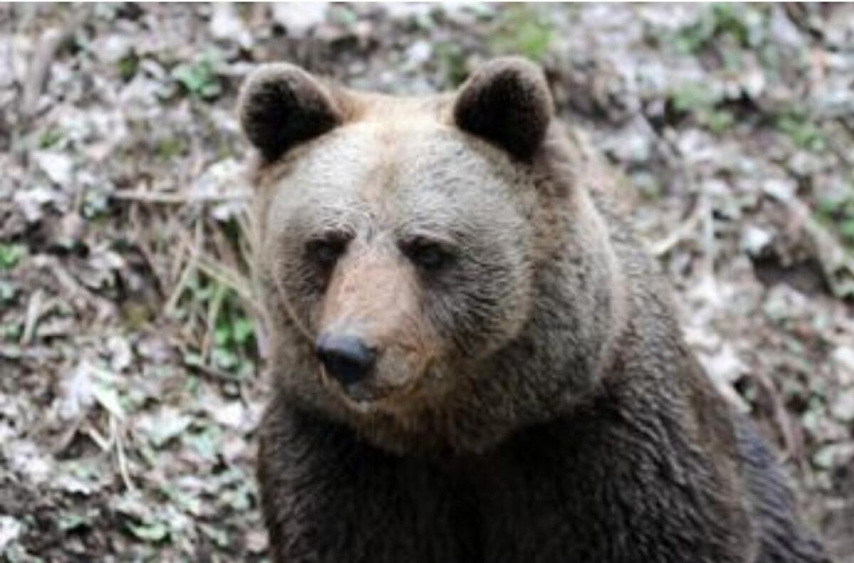 L'ORSO MJ5 SARÀ ABBATTUTO: AVEVA AGGREDITO UN UOMO A MARZO - 