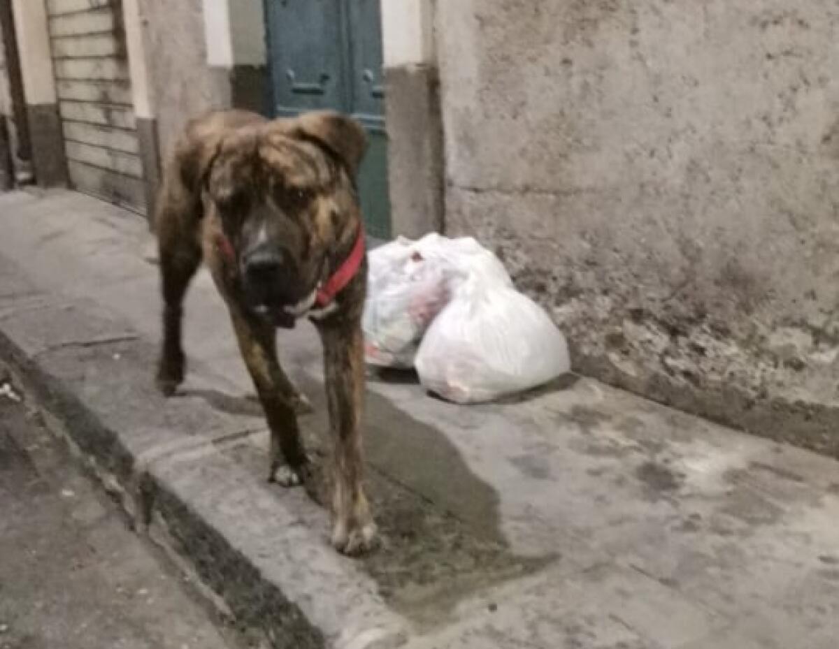 PATERNO'. "CHI LO RICONOSCE?" - 