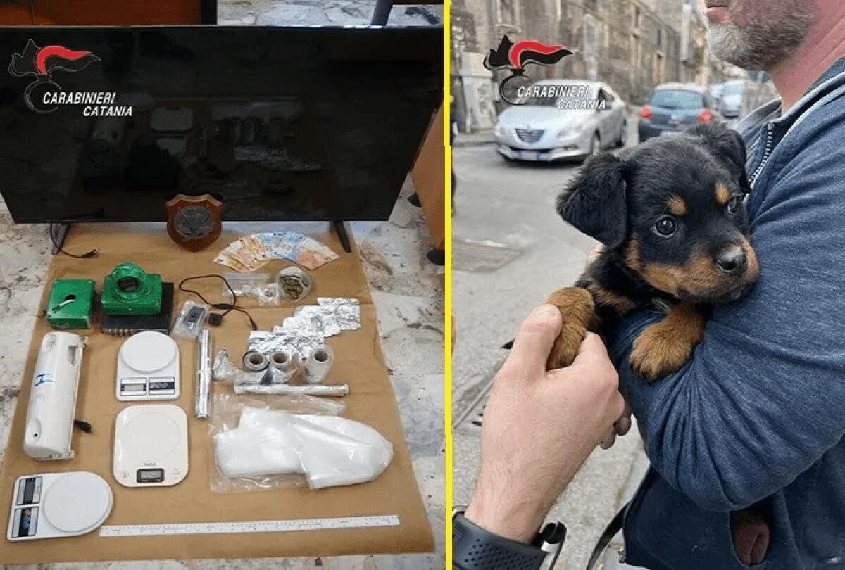 ‘FORTINO DELLA DROGA’ SMANTELLATO A CATANIA, CINQUE ARRESTI. CUCCIOLO DI ROTTWEILER COME GUARDIANO DEL FORTINO - 