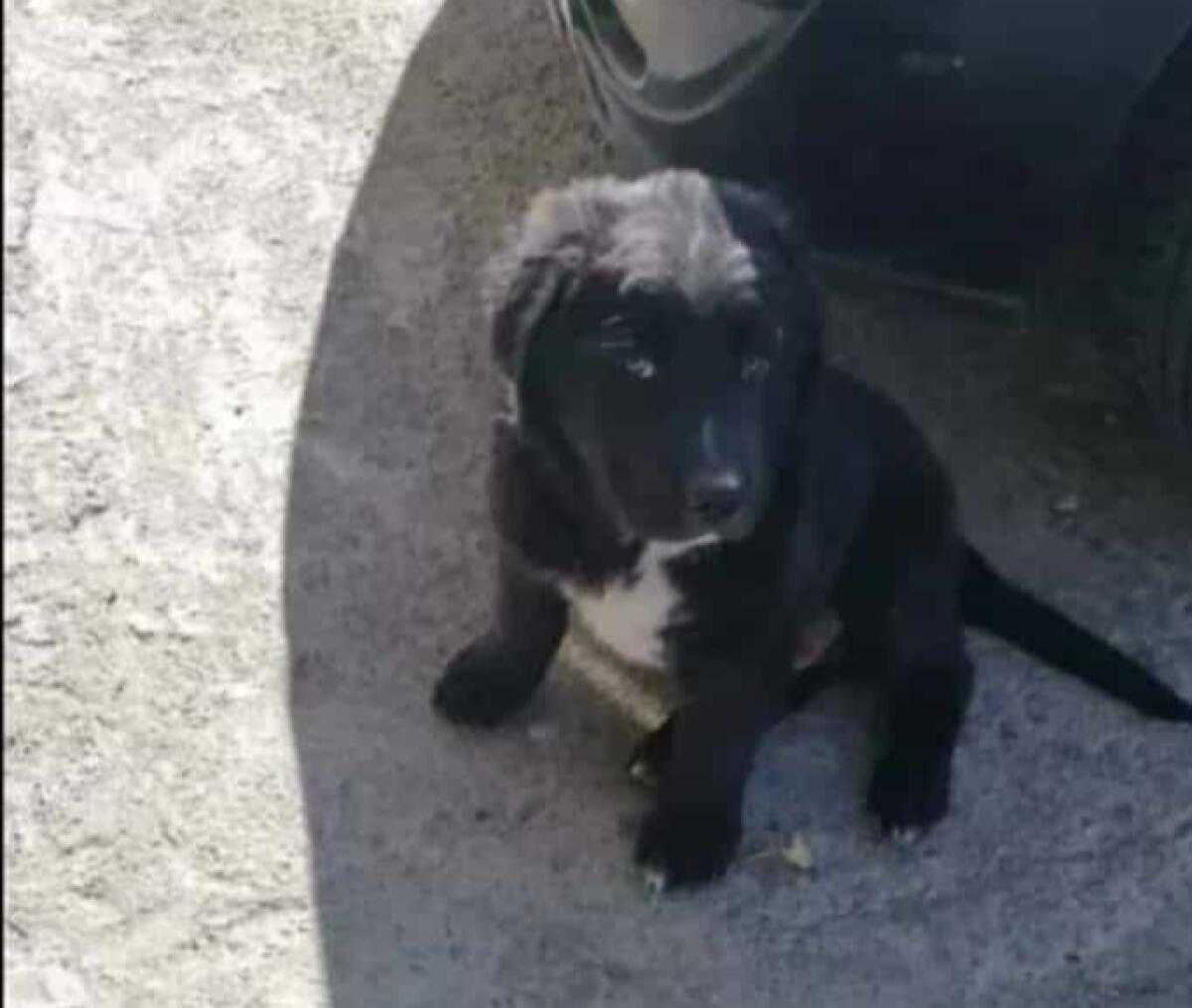 AIUTATEMI A RITROVARE ATOS - 