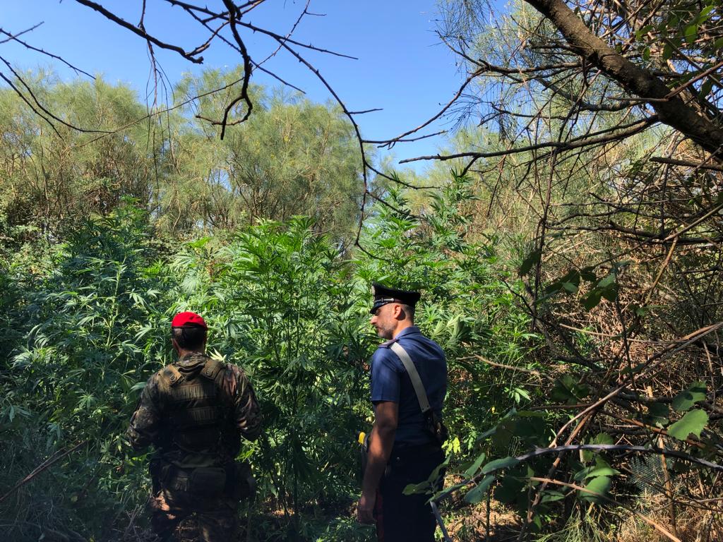 MAFIA DEI PASCOLI, ARMI E DROGA, LE ATTIVITA' DEI CACCIATORI DEI CARABINIERI