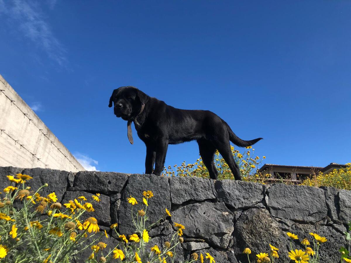 "CHI LO RICONOSCE?" - 