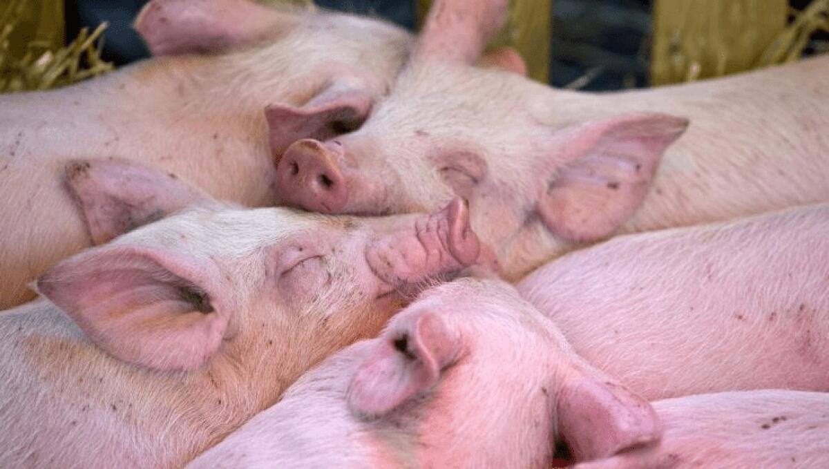 PESTE SUINA: TROVATO CINGHIALE INFETTO A REGGIO CALABRIA - 