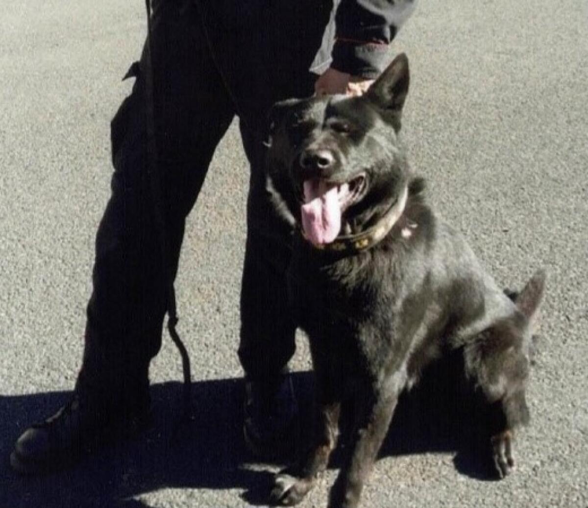 NICOLOSI. CARABINIERI CINOFILI IN LUTTO PER LA PERDITA DEL CANE "DON" - 