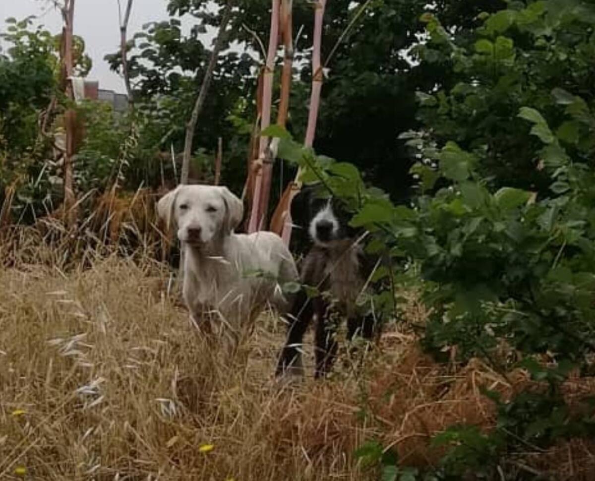 PATERNO': CHI LI RICONOSCE?? - 