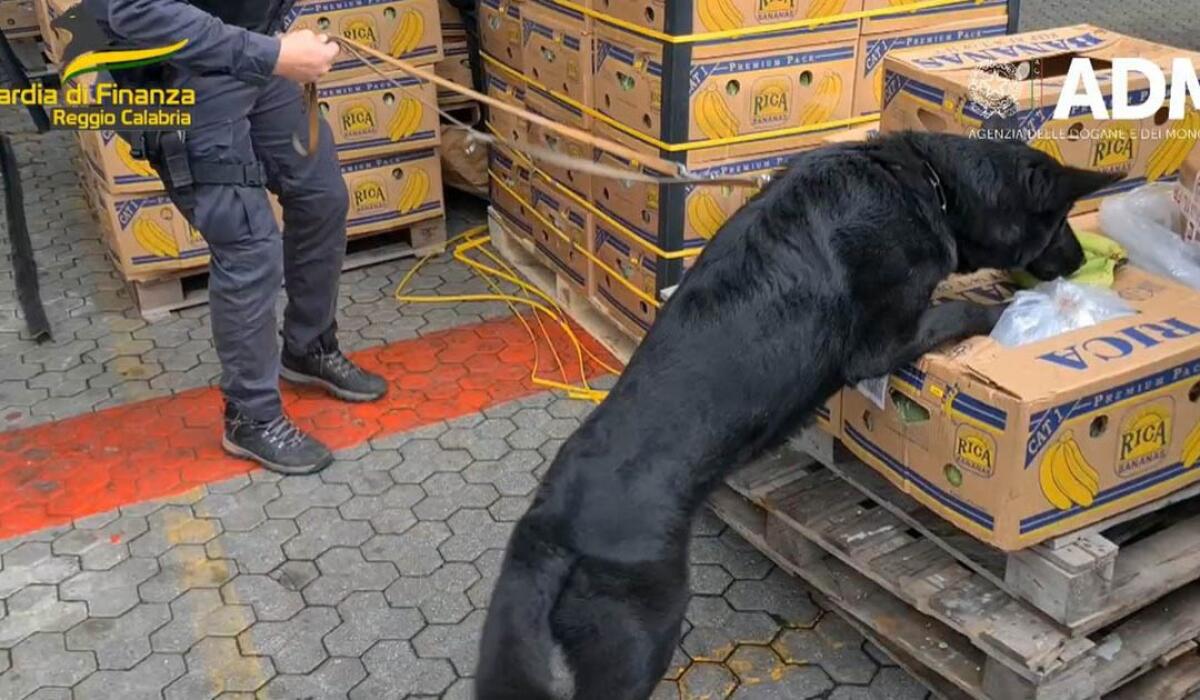 GIOIA TAURO, SEQUESTRARE TRE TONNELLATE DI COCAINA NASCOSTE NASCOSTA NELLE BANANE ARRIVATE DALL'ECUADOR - 