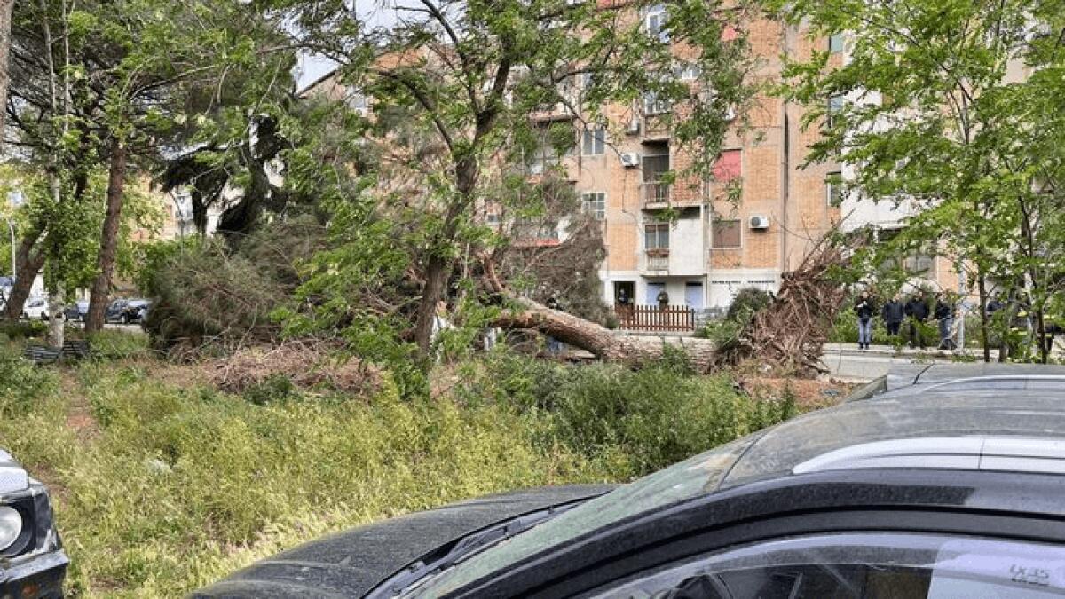 REGGIO CALABRIA, CADE UN ALBERO E UCCIDE UN UOMO: STAVA PASSEGGIANDO CON IL CANE - 