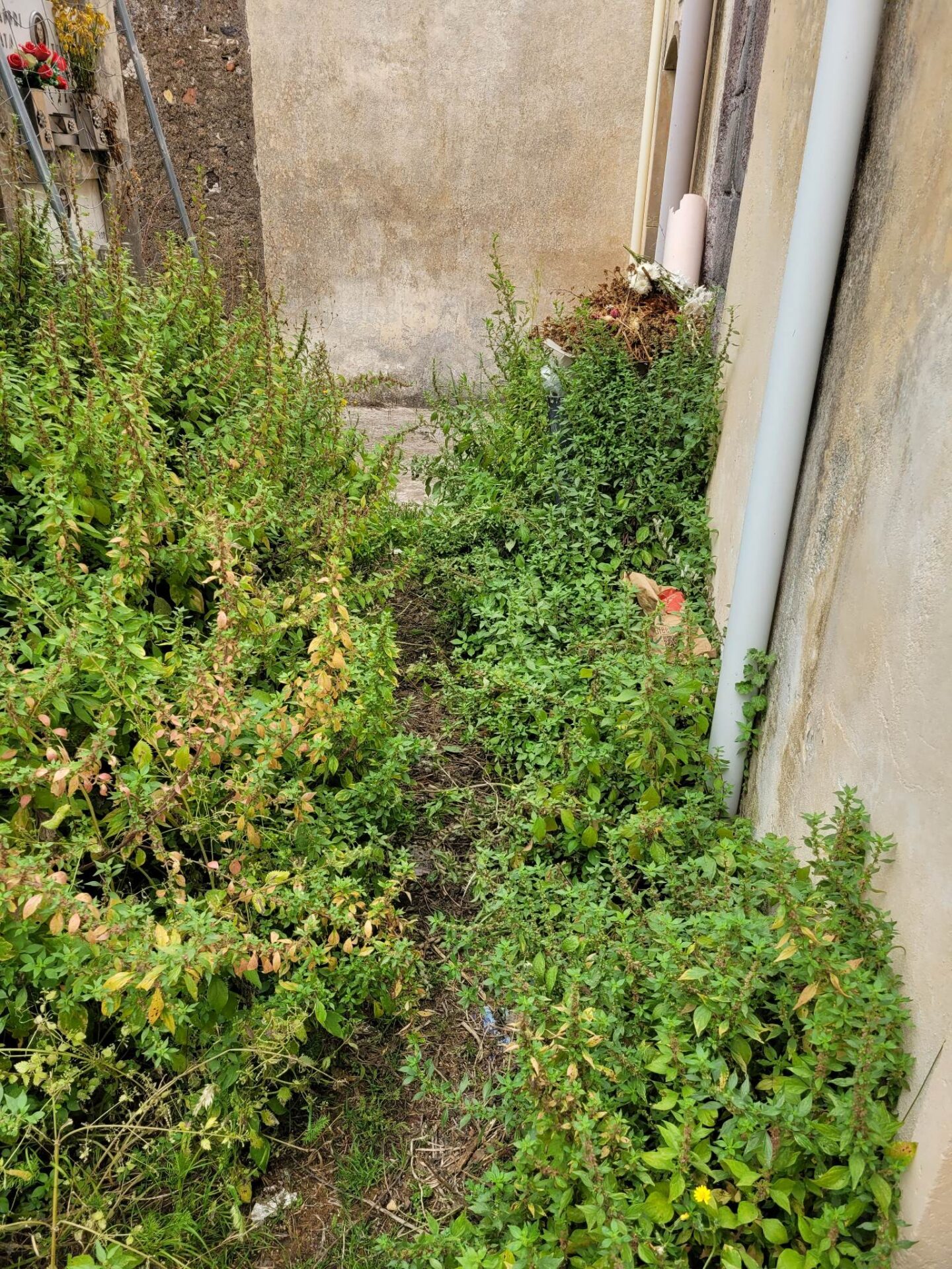 PATERNÒ. CIMITERO ECCO L'ENNESIMA SEGNALAZIONE DI UN CITTADINO. FOTO