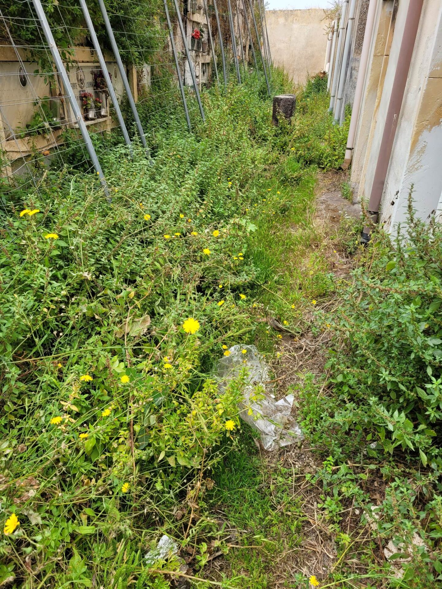 PATERNÒ. CIMITERO ECCO L'ENNESIMA SEGNALAZIONE DI UN CITTADINO. FOTO
