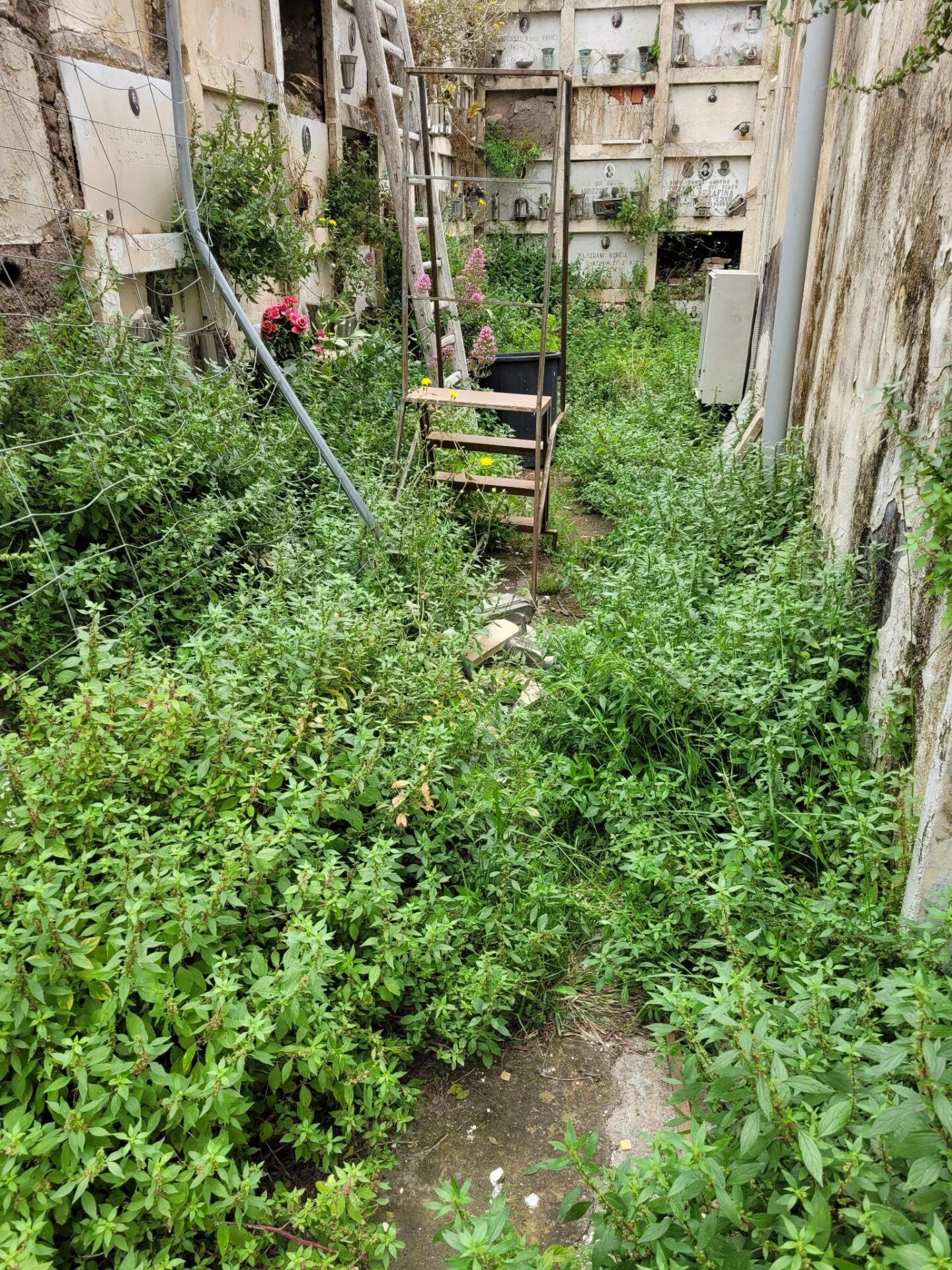 PATERNÒ. CIMITERO ECCO L'ENNESIMA SEGNALAZIONE DI UN CITTADINO. FOTO