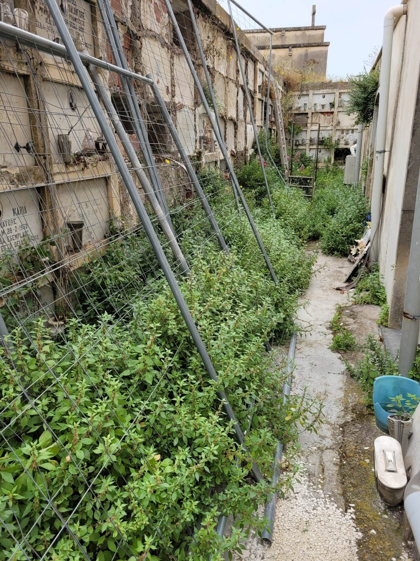 PATERNÒ. CIMITERO ECCO L'ENNESIMA SEGNALAZIONE DI UN CITTADINO. FOTO