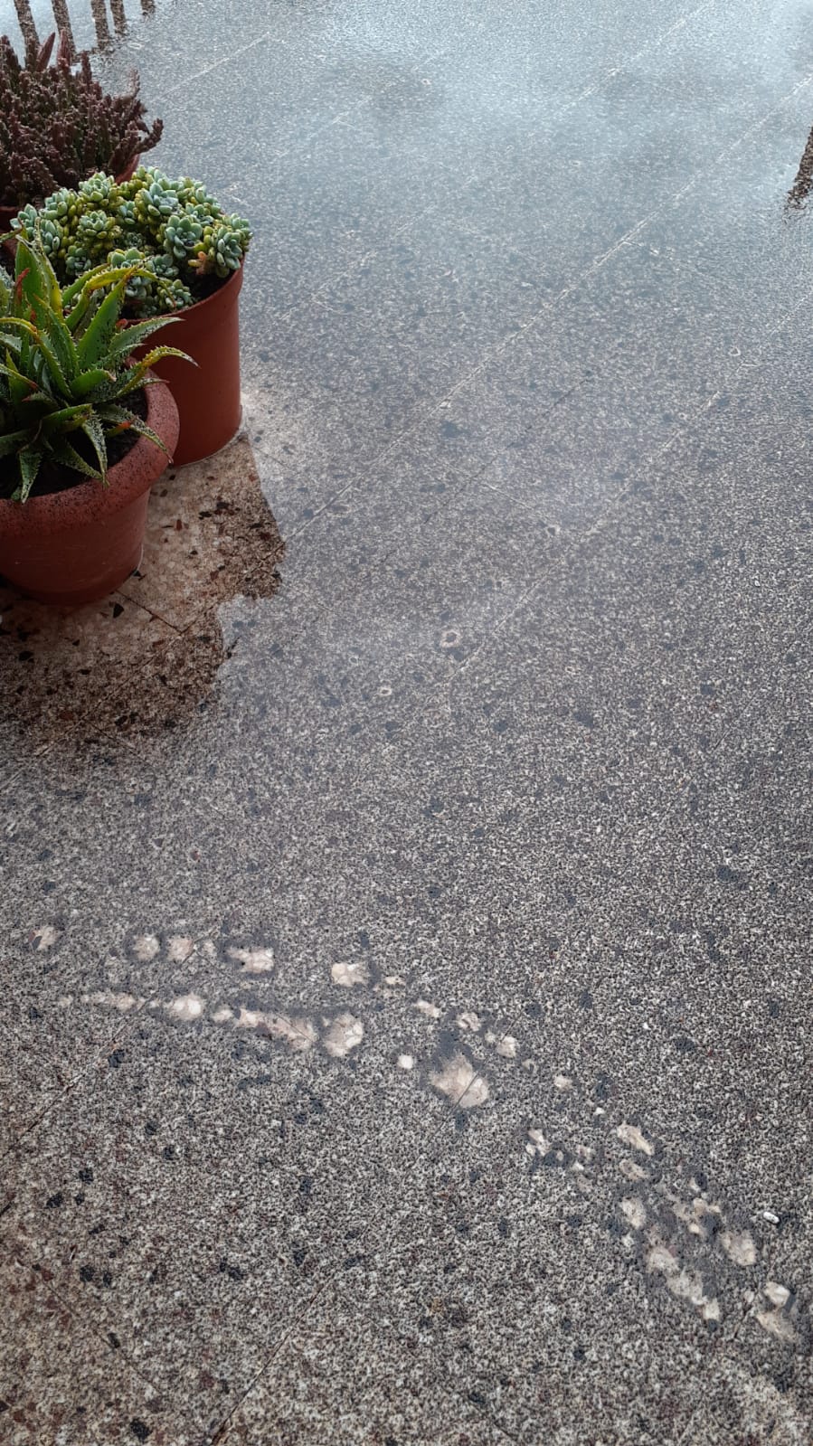 INGV: “IL FENOMENO ERUTTIVO PUÒ RITENERSI CONCLUSO". RICADUTA DI CENERE HA INTERESSATO IL VERSANTE SUD OCCIDENTALE, DAL PAESE DI ADRANO A CATANIA.