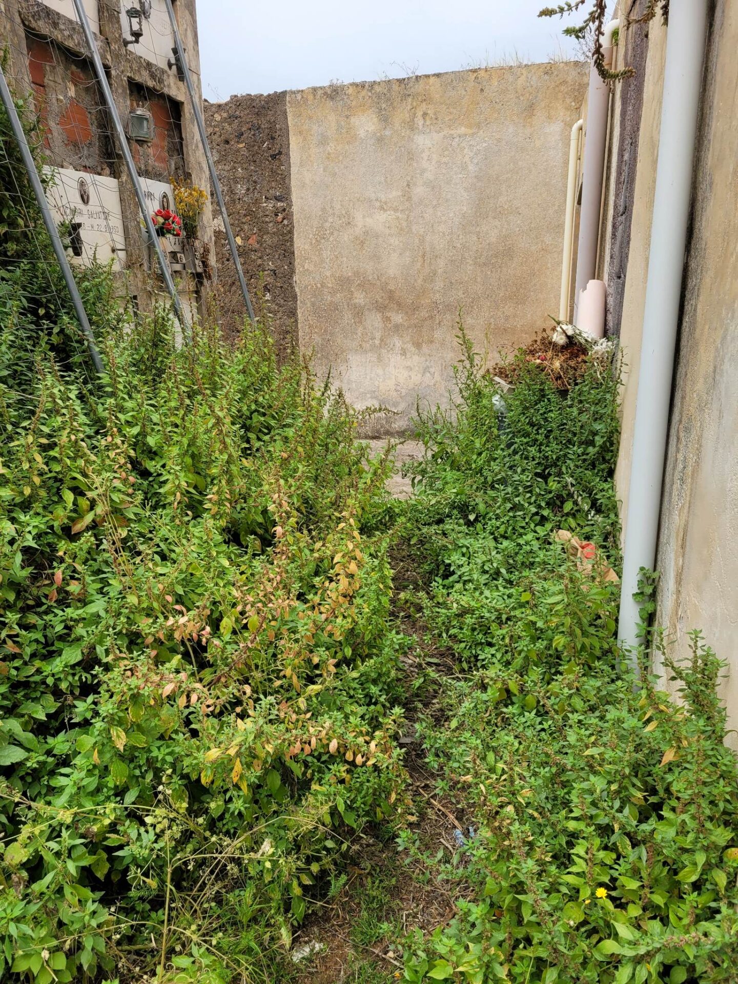 PATERNÒ. CIMITERO ECCO L'ENNESIMA SEGNALAZIONE DI UN CITTADINO. FOTO