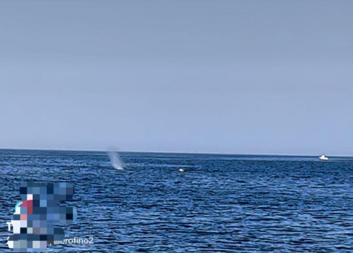 AVVISTAMENTO DI UN CAPODOGLIO TRA CATANIA E SIRACUSA. FOTO E VIDEO - 