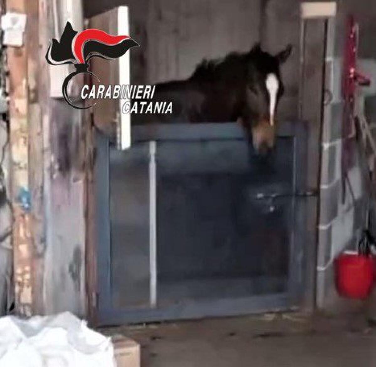 BIANCAVILLA, CONTRASTO ALLE CORSE DI CAVALLI CLANDESTINE: UN DENUNCIATO PER MALTRATTAMENTO DI ANIMALI - 